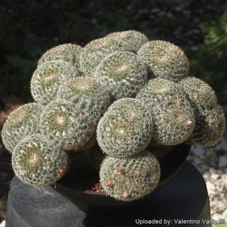 Mammillaria standleyi