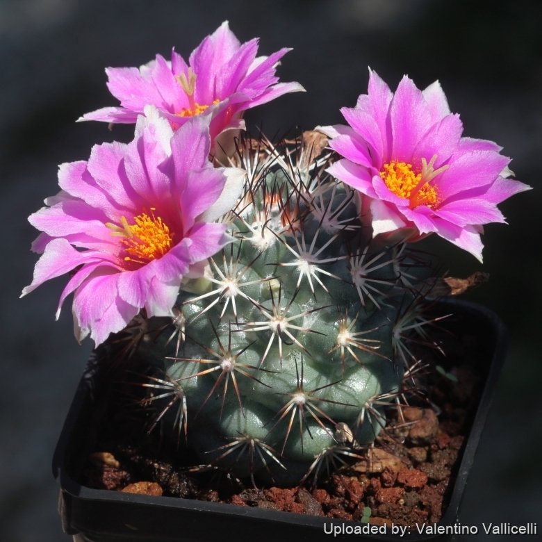 Mammillaria schumannii
