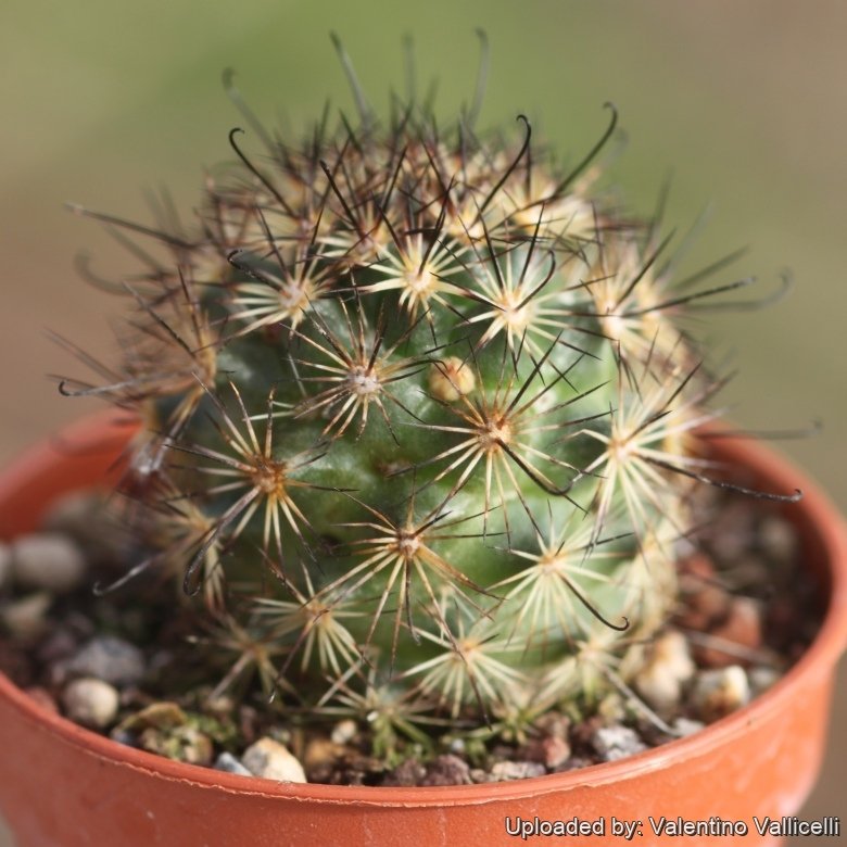 Mammillaria albicans f. fraileana