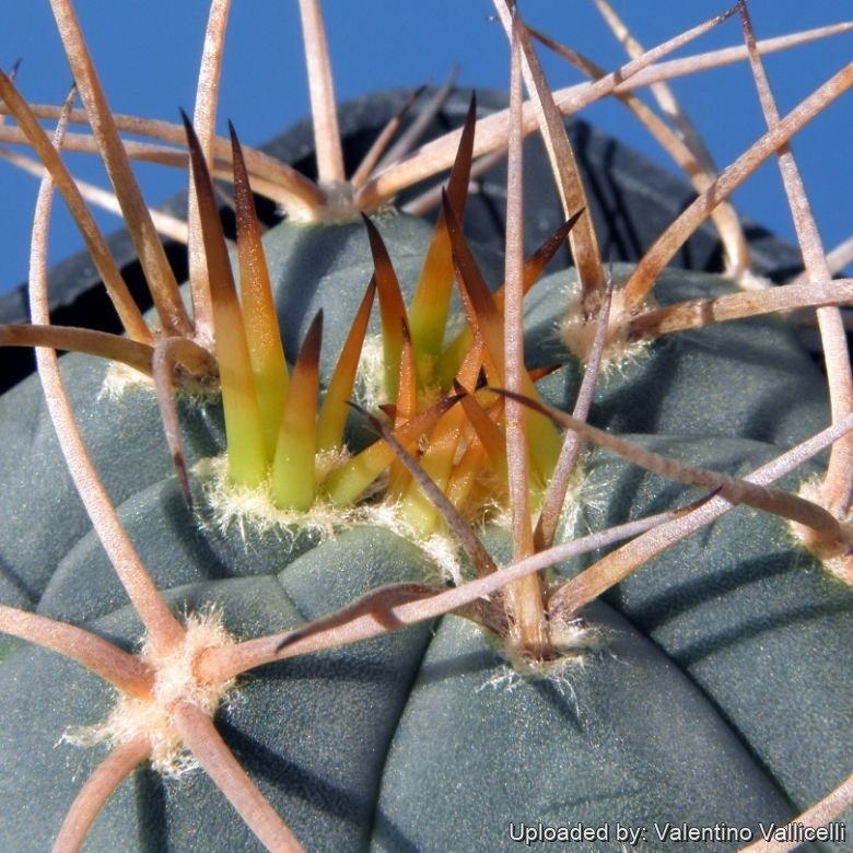 monstera thai constellation wet stick Monstera 'Thai Constellation' – Outside In main image 1