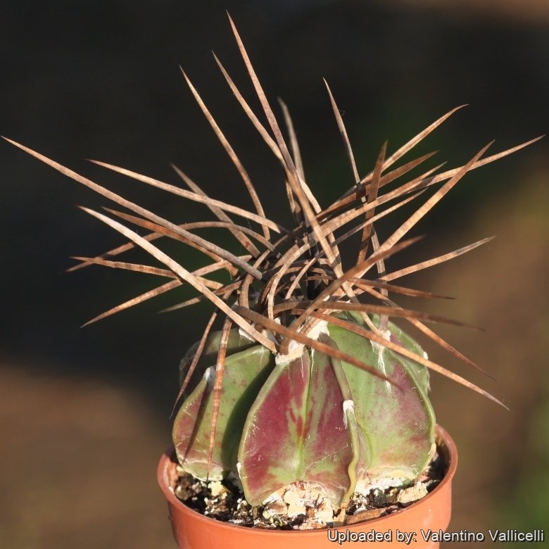 Astrophytum crassispinum