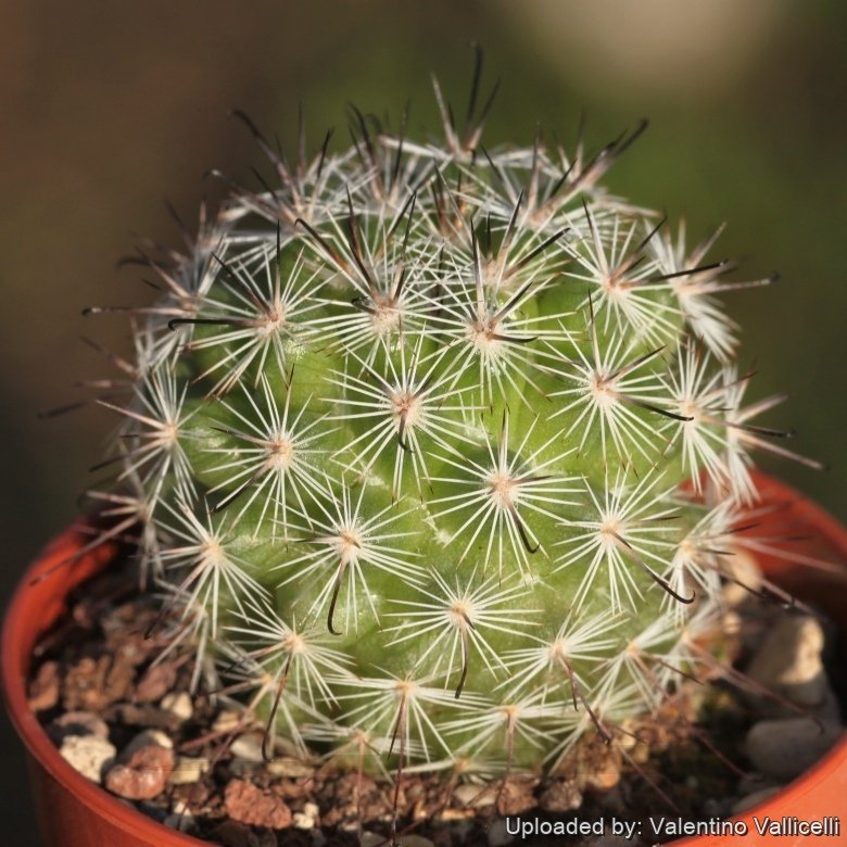 Mammillaria slevinii