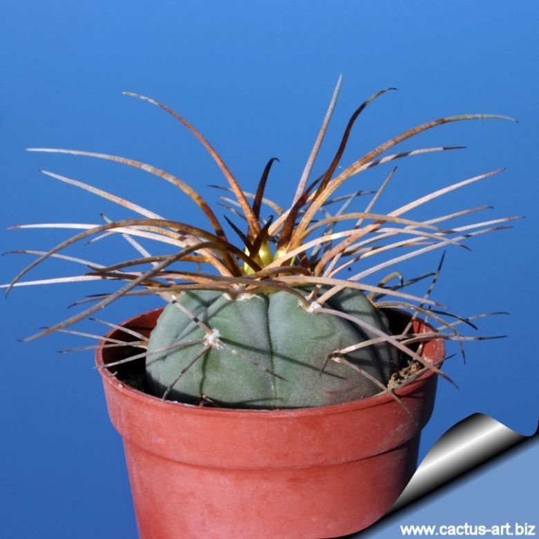 Gymnocalycium cardenasianum