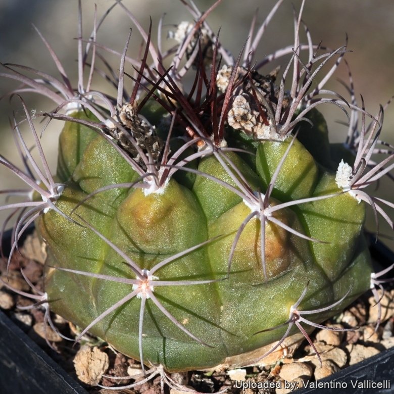 Gymnocalycium chiquitanum