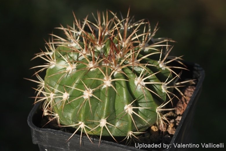 Melocactus salvadorensis