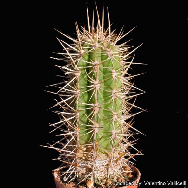 Trichocereus chiloensis