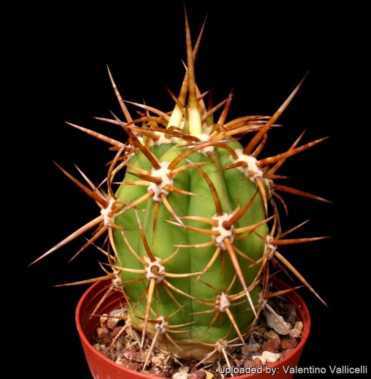 サボテン Trichocereus chilensis Trichocereus chiloensis