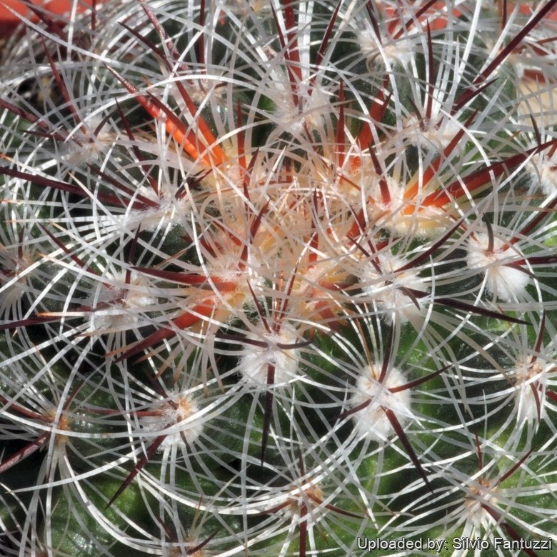 Mammillaria dodsonii