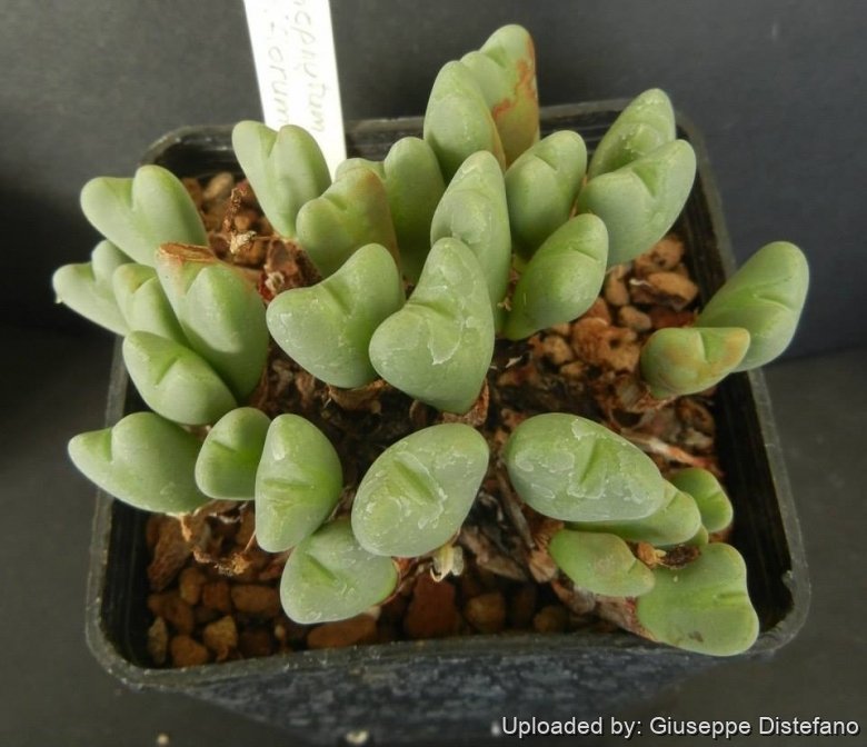 New Views of the Genus Conophytum コノフィツム Dumpling And His Wife: New Views Of The Genus Conophytum