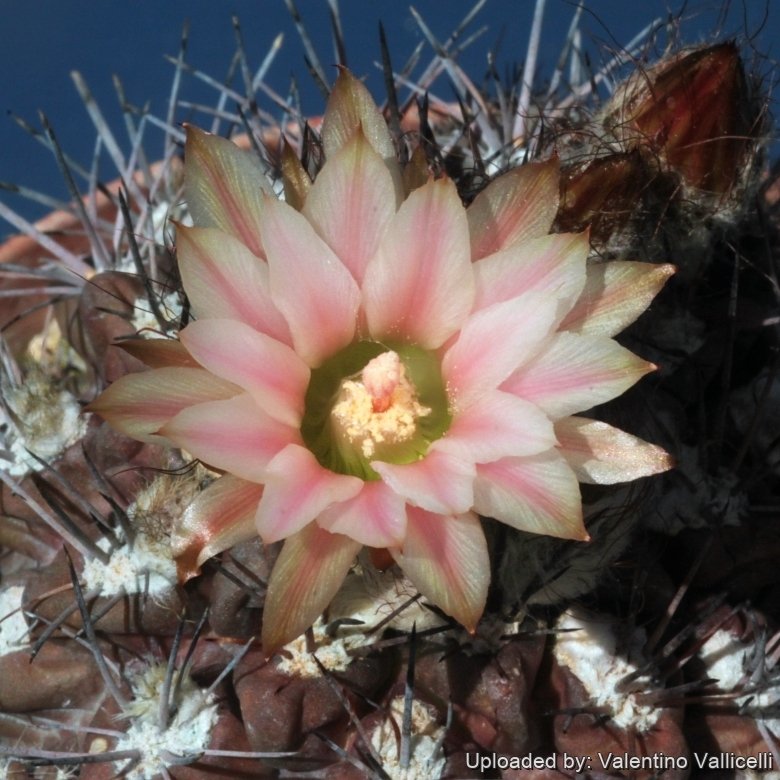 Eriosyce cachytayensis