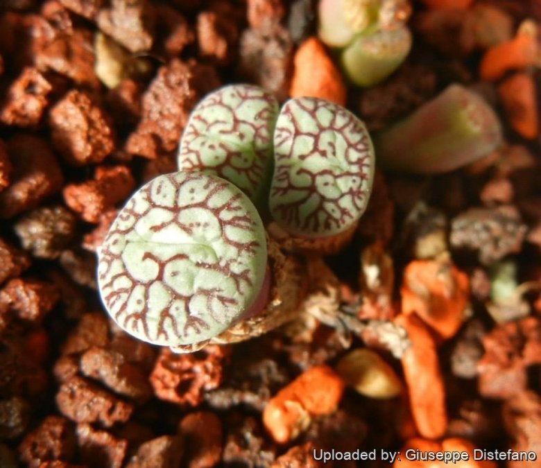 Conophytum wittebergense