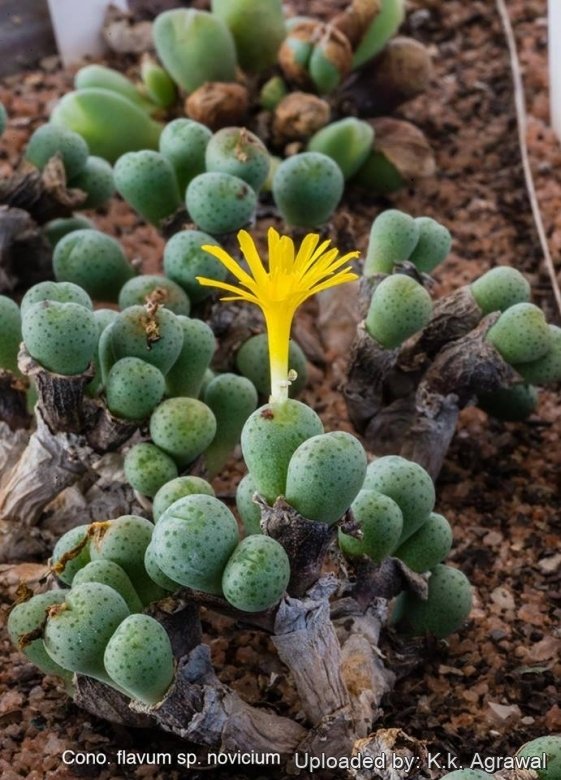 Conophytum novicium