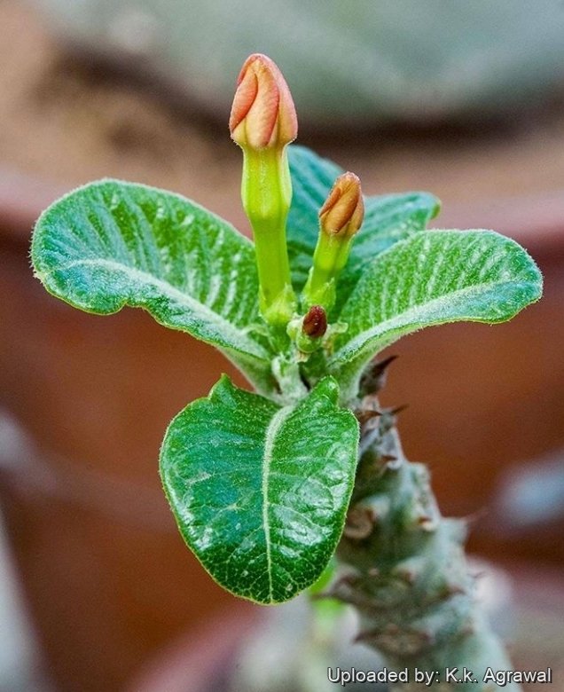 Pachypodium windsorii