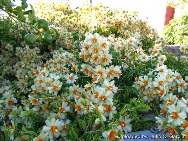 Pereskia pereskia