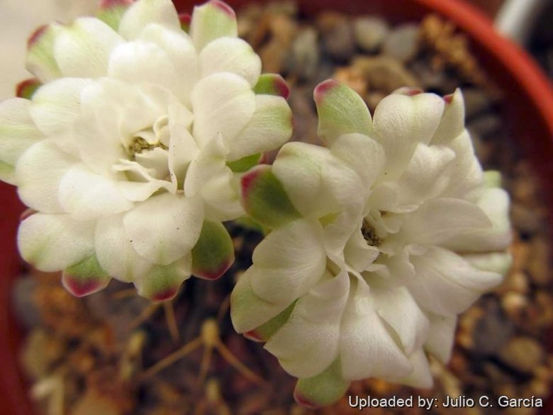 Gymnocalycium horstii | piante grasse con fiori vendita online Gymnocalycium horstii | piante grasse con fiori vendita online