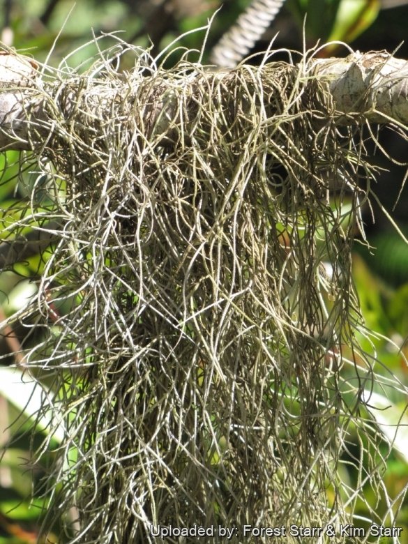 Tillandsia usneoides - Bromeliaceae