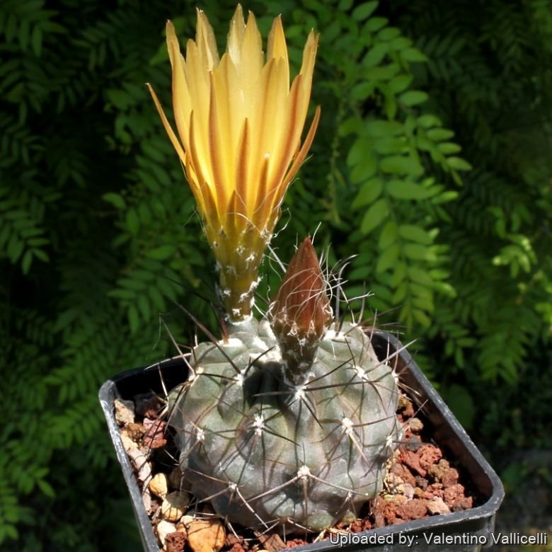 Eriosyce heinrichiana