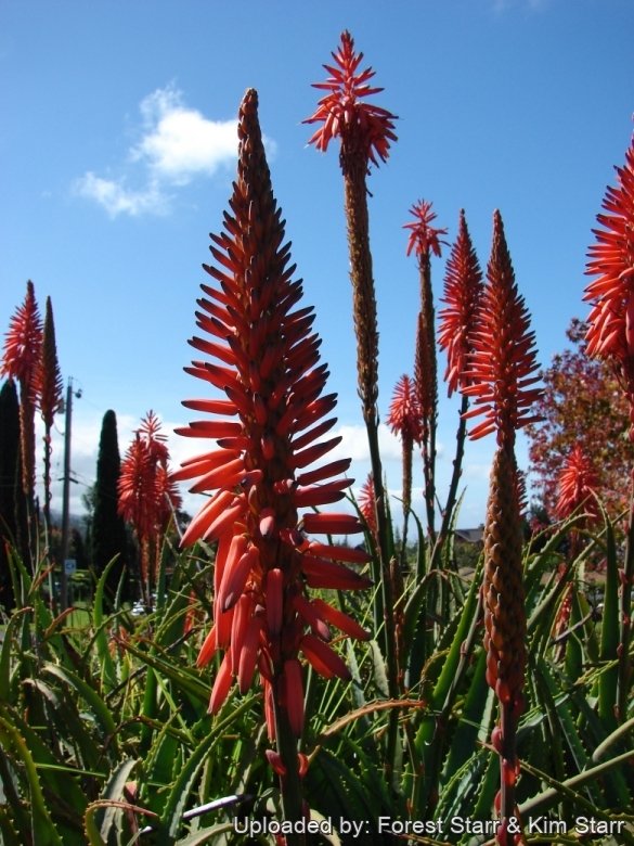 Aloe arborescens