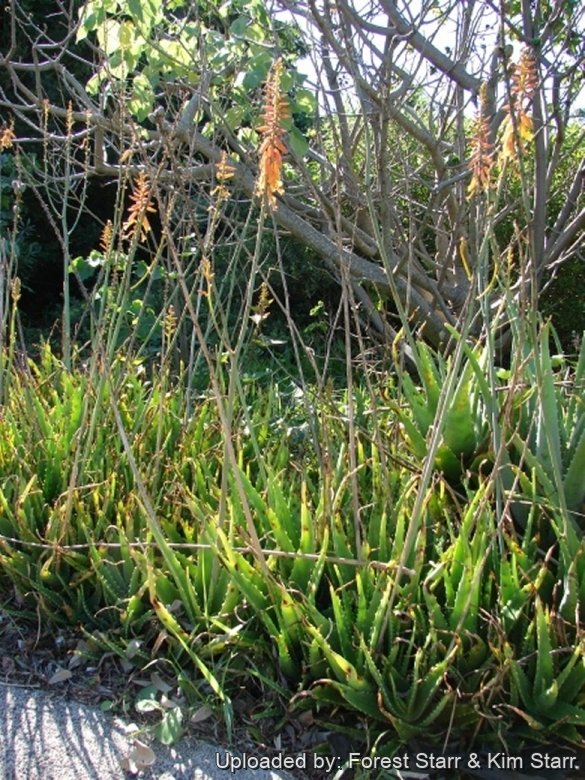 Aloe massawana