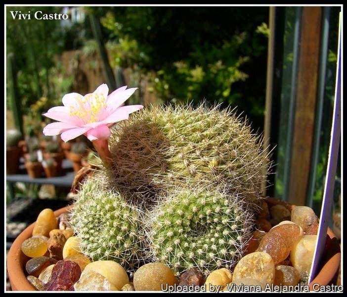 Rebutia kariusiana