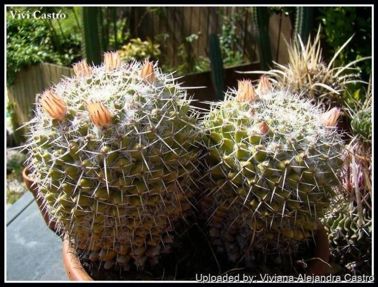 Mammillaria nejapensis