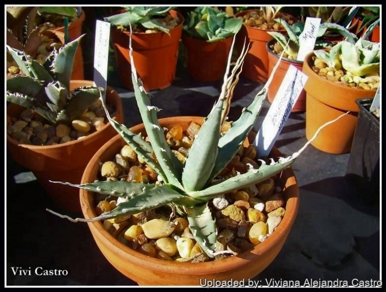 Agave utahensis var. eborispina