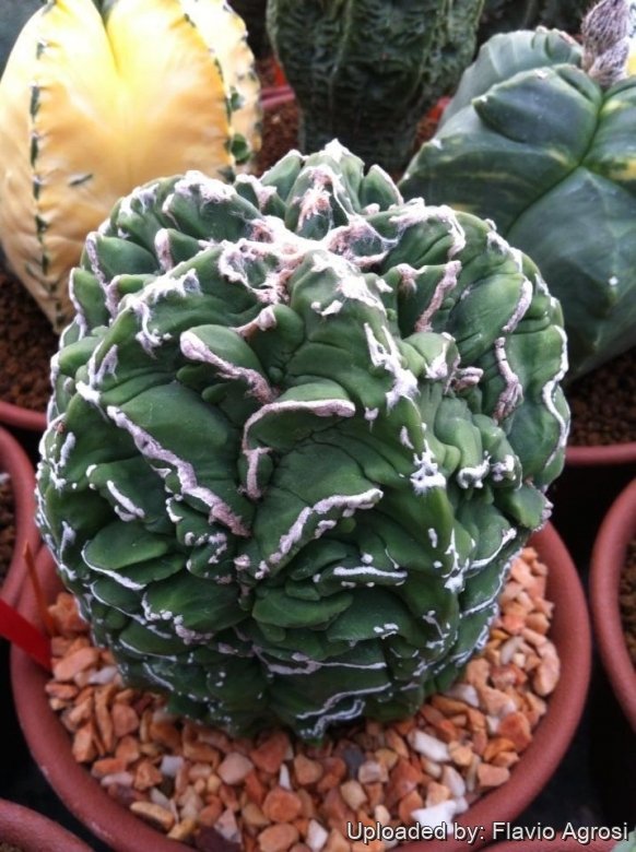 pht_21817_l.jpg