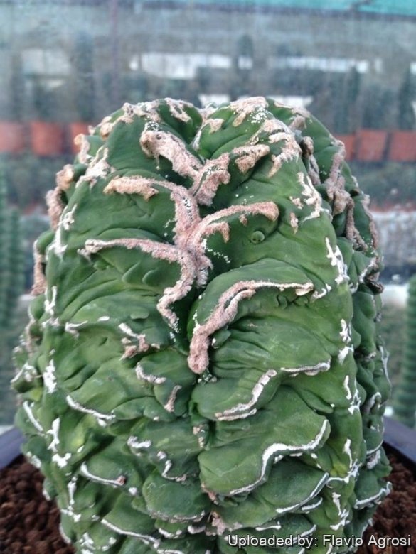 Astrophytum myriostigma cv. Hanakago
