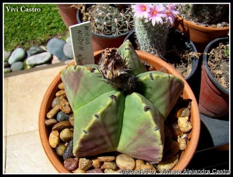Astrophytum myriostigma cv. Hekiran