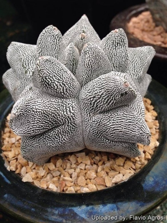 Astrophytum myriostigma cv. Onzuka Kikko