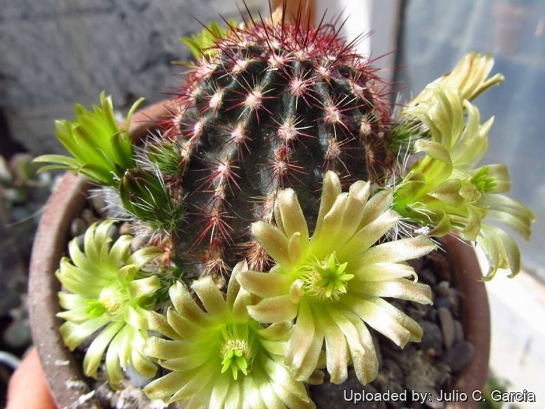 Echinocereus viridiflorus