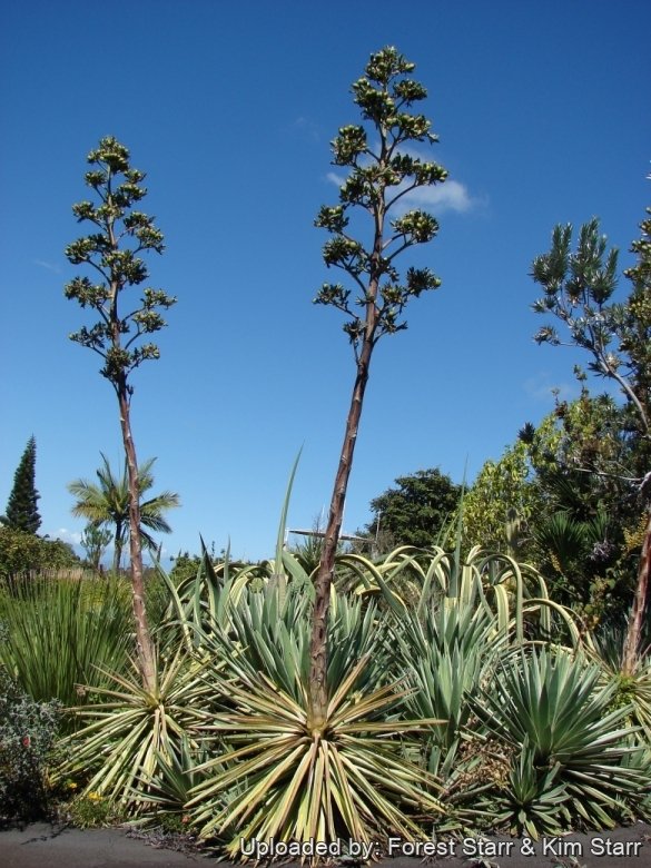 Agave angustifolia var. marginata