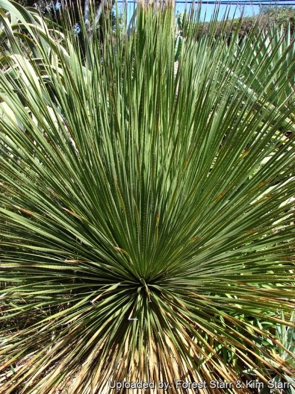 Dasylirion wheeleri