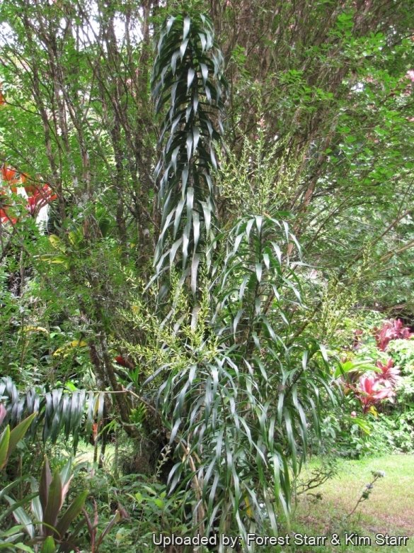 Dracaena angustifolia