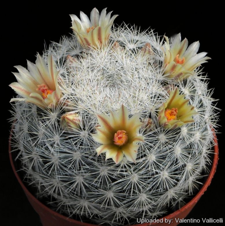 Semis de Mammillaria (cactus) Pht_2316_l