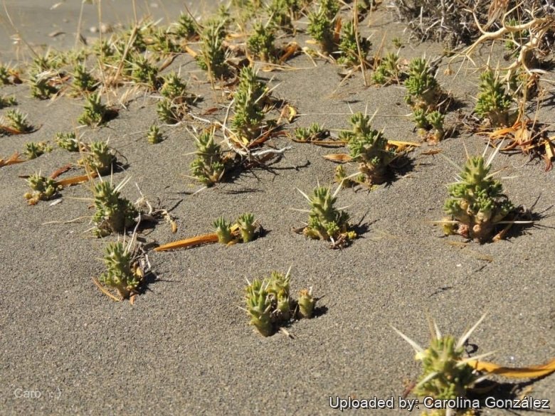 Maihuenia patagonica マイフェニア・パタゴニカ Maihuenia patagonica マイフェニア パタゴニカ: Succulent