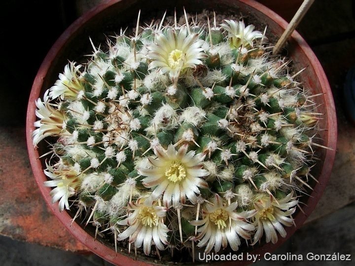Mammillaria sempervivi