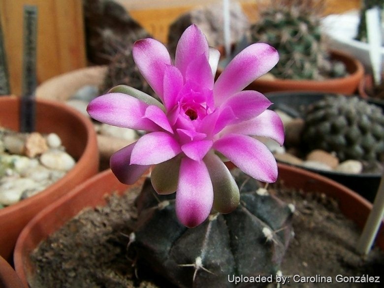 Gymnocalycium mihanovichii var. friedrichii