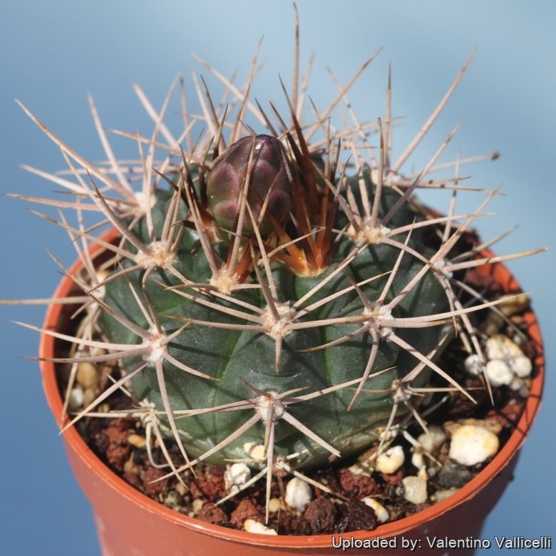 kentia palme welche erde Kentiapalme