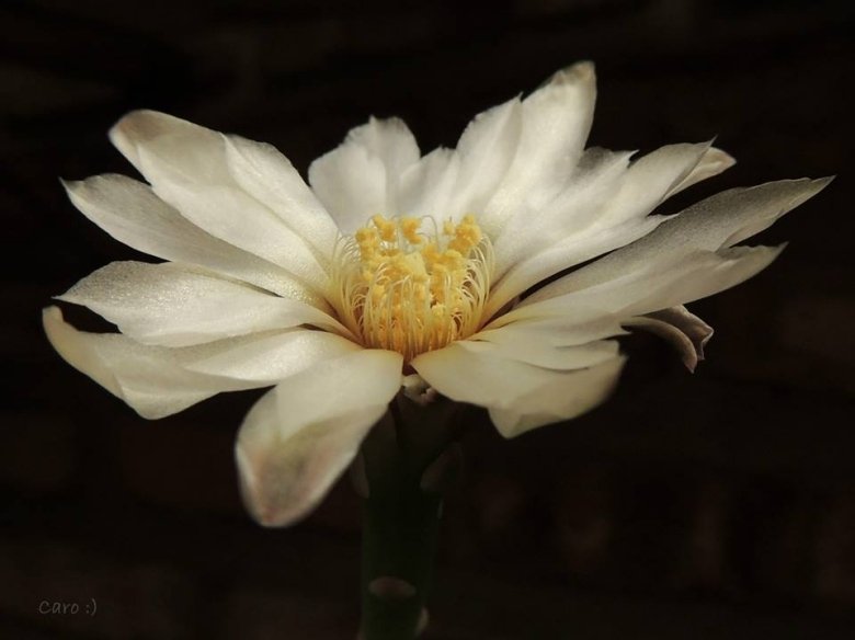 Gymnocalycium amerhauseri