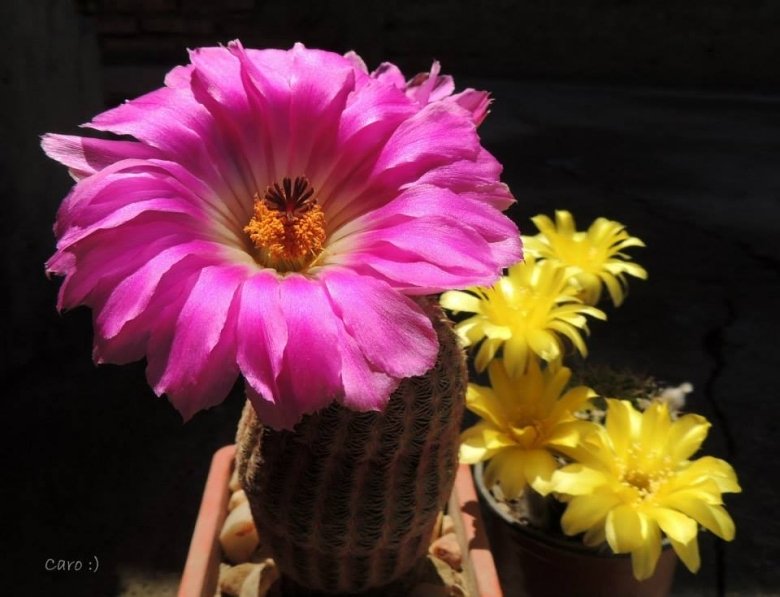 Echinocereus rigidissimus var. rubispinus