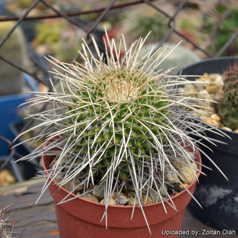 Mammillaria magnimamma