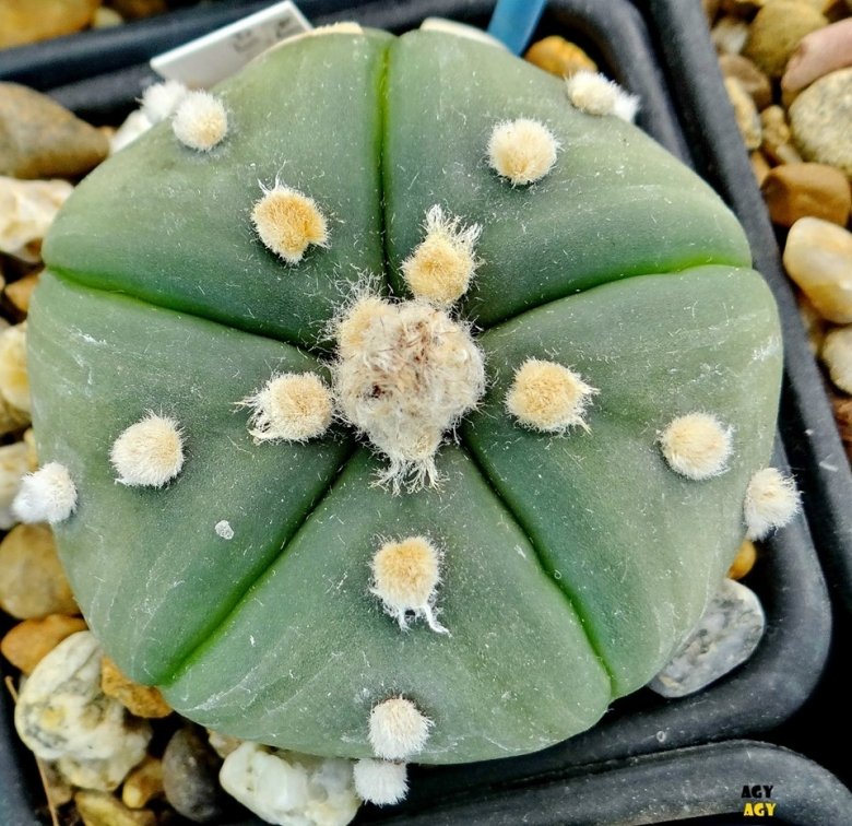 Astrophytum asterias cv. Goryo Kabuto (Five Ribs) + Ruri