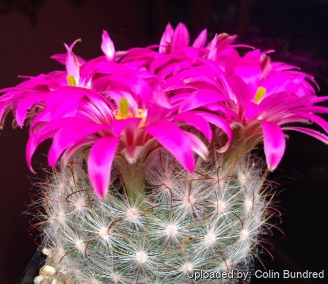 Mammillaria guelzowiana