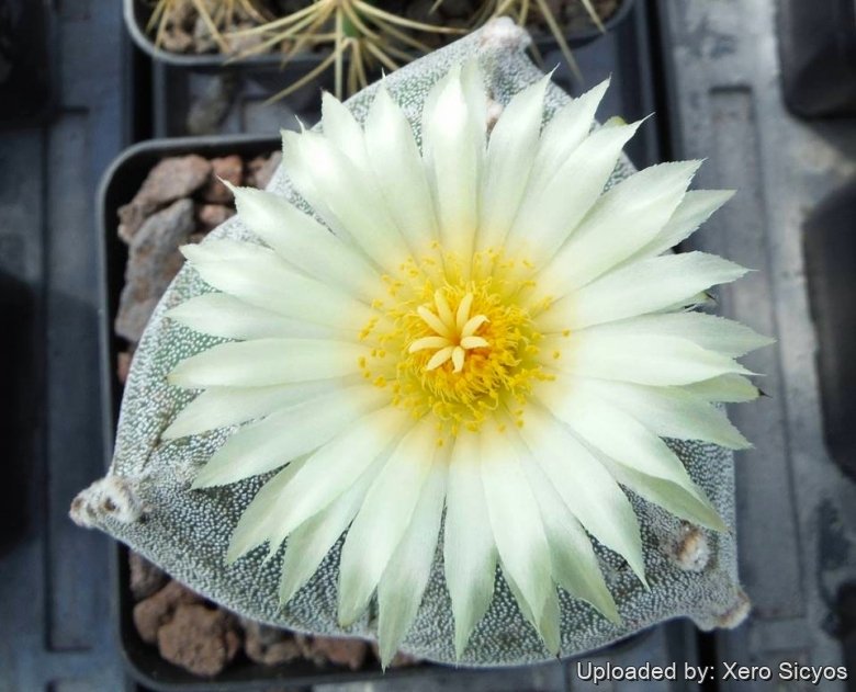 Astrophytum myriostigma f. tricostatum