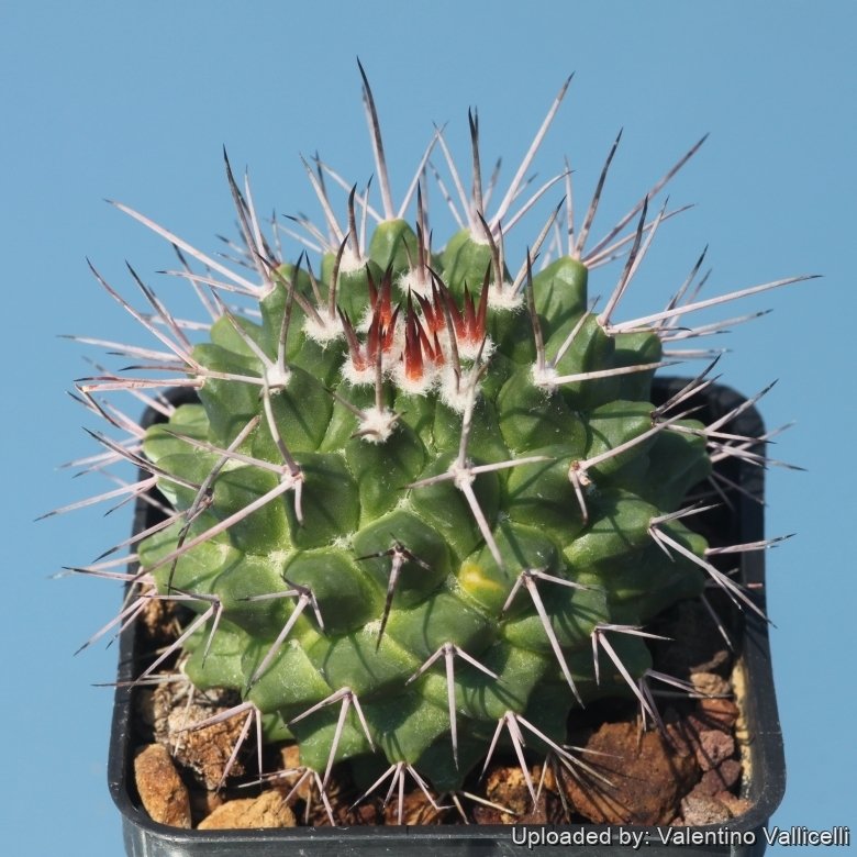 Mammillaria carnea