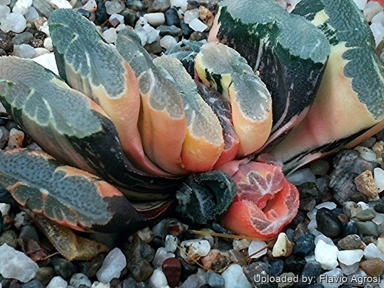 gasteria variegata Gasteria batesiana f. white variegata  Serres Lavoie