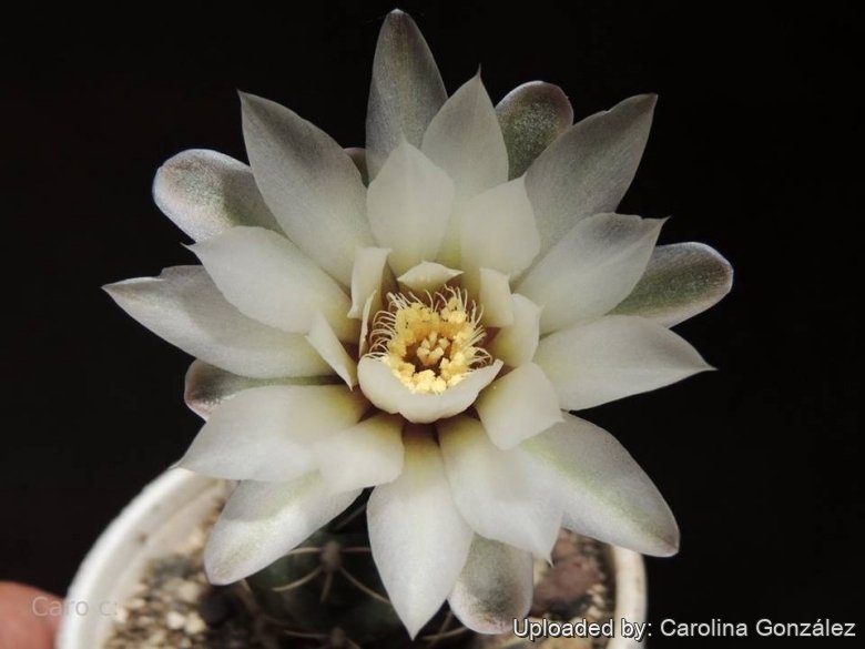 gymnocalycium horstii Gymnocalycium horstii ssp. buenekeri - main image 1