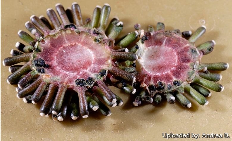 mammillaria baumii Mammillaria Baumii Cristata – Rare Crested Cactus – Samarth Cactus Nursery