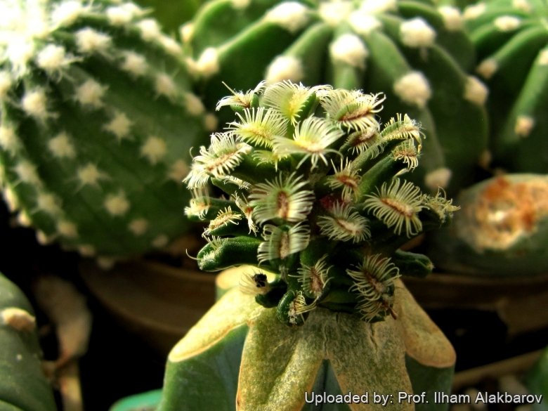 Mammillaria bertholdii